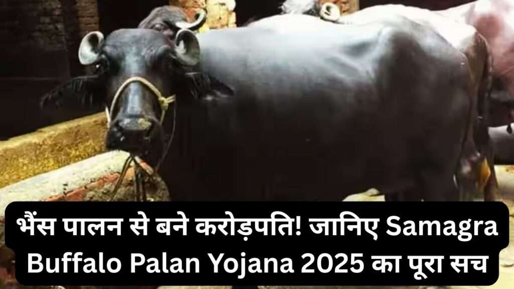 Samagra Buffalo Palan Yojana 2025