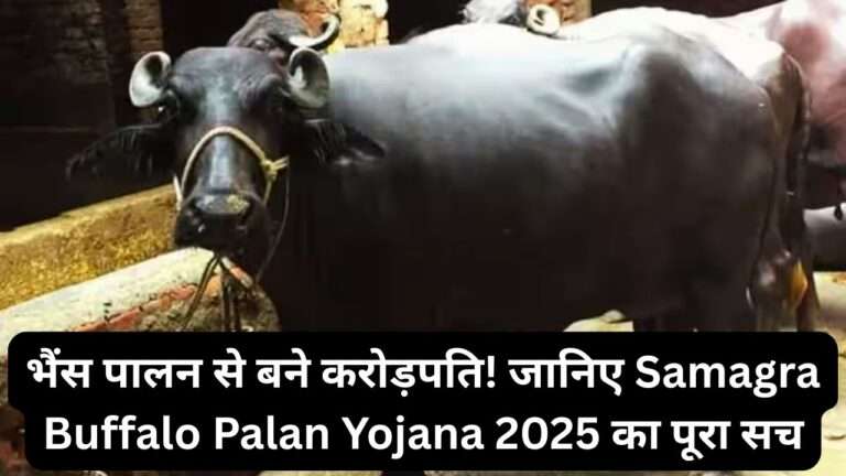 Samagra Buffalo Palan Yojana 2025