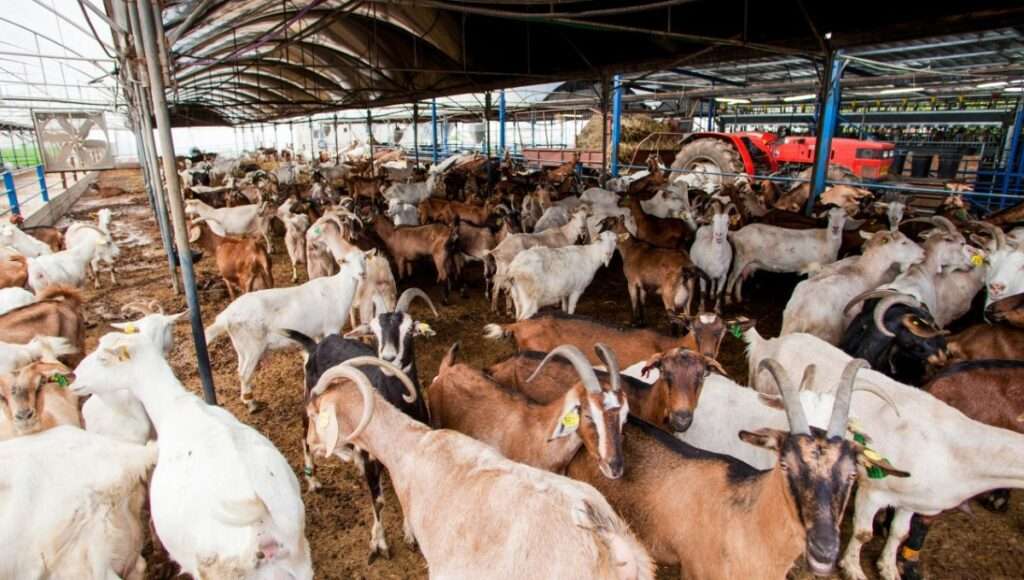 Goat Farming Scheme 
