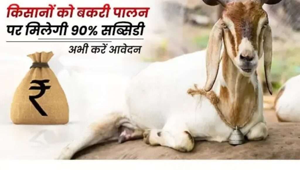 Goat Farming Scheme 